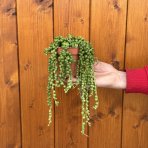 Starček (Senecio rowleyanus) - výška 20 cm, Ø 10 cm, kont. P11